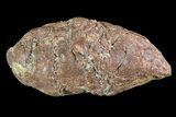Cretaceous Fish Coprolite (Fossil Poop) - Kem Kem Beds #72838-1